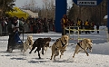 2009-03-14, Competition de traineaux a chiens au Bec-scie (112836)